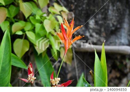 Heliconia psittacorum parrot's beak or false bird of paradise orange flower blooming family Heliconiaceae close up tropical plant in Da Nang Vietnam 140094850