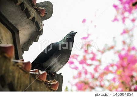 Low angle view of a feral pigeon sitting on an ancient stone structure roof with pink bougainvillea background Low angle view of a feral pigeon sitting on an ancient stone structure roof with pink bougainvillea background 140094854