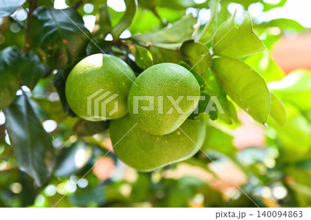 Three green pomelo fruits ripening on a tree branch surrounded by lush leaves under bright sunlight in Vietnam garden Three green pomelo fruits ripening on a tree branch surrounded by lush leaves under bright sunlight in Vietnam garden 140094863
