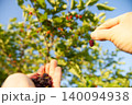 木イチゴを収穫する 140094938