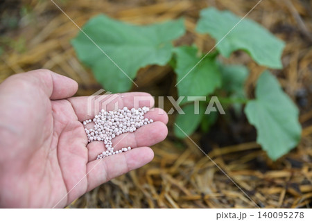 Close up of hand holding chemical fertilizer granules over young green plant in the garden. Agriculture, gardening and fertilization concept. 140095278