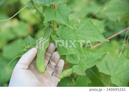 Close-up of a gardener hand in a glove holding a fresh young green cucumber growing on a vine in a greenhouse. Organic farming and harvesting concept. Close-up of a gardener hand in a glove holding a fresh young green cucumber growing on a vine in a greenhouse. Organic farming and harvesting concept. 140095281