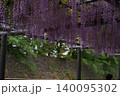 満開の藤の花と名古屋城の石垣 140095302