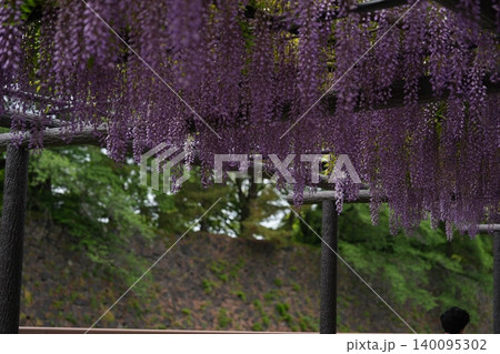 満開の藤の花と名古屋城の石垣 満開の藤の花と名古屋城の石垣 140095302