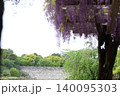藤棚から名古屋城の天守が見える風景 140095303