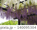 白い藤の花と紫の藤の花 140095304
