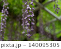 藤の花びら 140095305