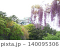 名古屋城の天守閣と藤の花 140095306