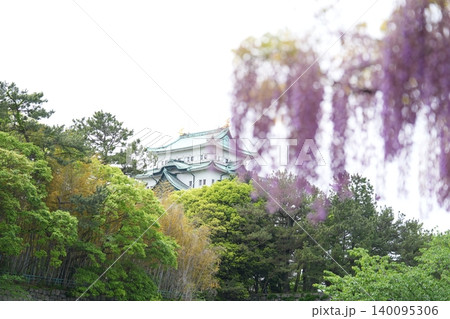 名古屋城の天守閣と藤の花 名古屋城の天守閣と藤の花 140095306