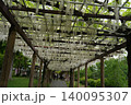 長く続く藤棚の風景 140095307