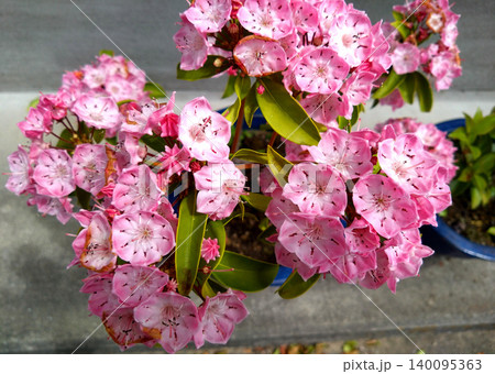 春を彩るカルミアの淡桃色の花房 春を彩るカルミアの淡桃色の花房 140095363