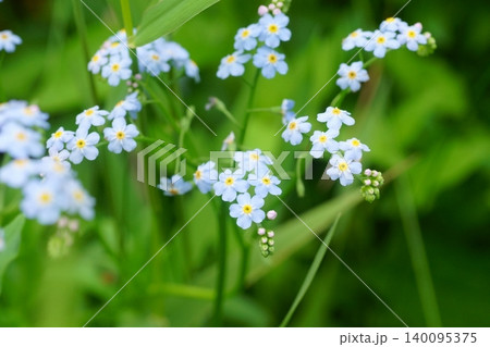 ワスレナグサの花 ワスレナグサの花 140095375