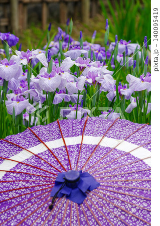 和傘を装う紫色の花菖蒲 140095419
