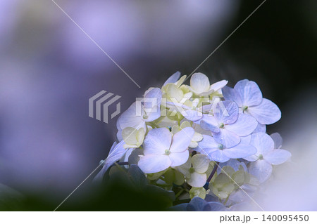 小さな紫陽花 140095450