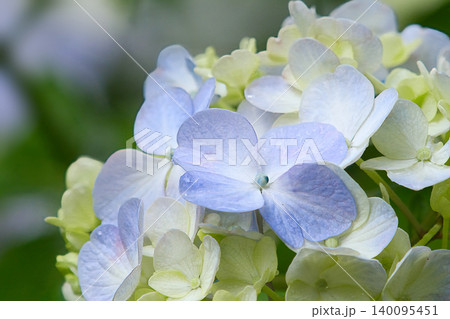 青い紫陽花 140095451
