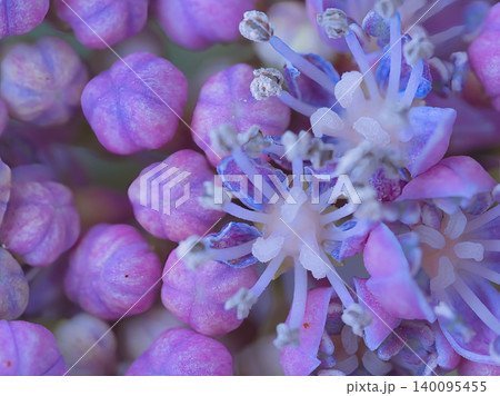 ピンクの紫陽花 ピンクの紫陽花 140095455