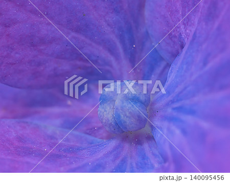 額アジサイの花 140095456
