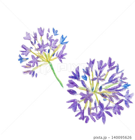 手描きアガパンサス 140095626