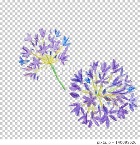 Hand-painted Agapanthus Hand-painted Agapanthus 140095626