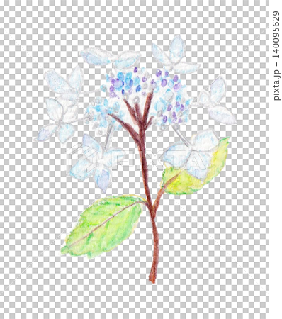 手描きガクアジサイ 手描きガクアジサイ 140095629