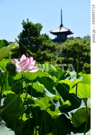 横浜市 三溪園の蓮花と三重塔 横浜市 三溪園の蓮花と三重塔 140095713