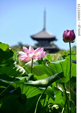 横浜市 三溪園の蓮花と三重塔 横浜市 三溪園の蓮花と三重塔 140095714