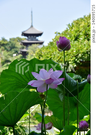 横浜市 三溪園の蓮花と三重塔 横浜市 三溪園の蓮花と三重塔 140095715