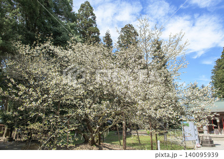伊佐須美神社　御神木　薄墨桜　福島県 140095939