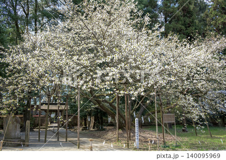 薄墨桜　天然記念物　伊佐須美神社ご神木　福島県 140095969