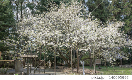 伊佐須美神社　御神木　薄墨桜　福島県 140095995
