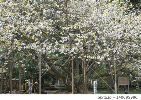 伊佐須美神社 御神木 薄墨桜 福島県 伊佐須美神社 御神木 薄墨桜 福島県 140095996