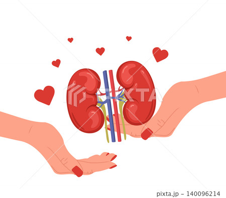 Kidney transplant and organ donation. Surgery and medical treatment. Internal health care concept. Anatomy vector illustration Kidney transplant and organ donation. Surgery and medical treatment. Internal health care concept. Anatomy vector illustration 140096214