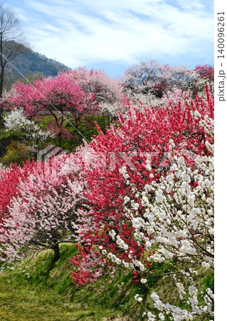 土手に咲き乱れる色とりどりの花桃 土手に咲き乱れる色とりどりの花桃 140096261