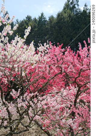 赤、白、ピンクに咲き乱れる花桃 赤、白、ピンクに咲き乱れる花桃 140096269