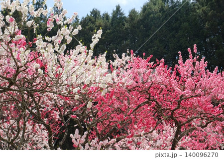 色とりどりの花桃の木 色とりどりの花桃の木 140096270