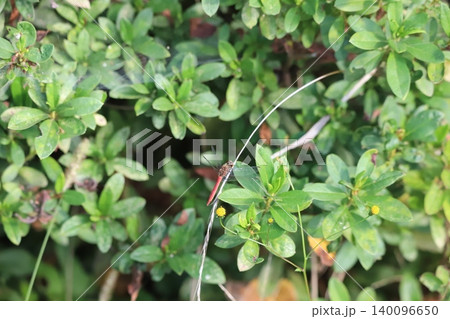 植物のつるにとまるトンボ 植物のつるにとまるトンボ 140096650