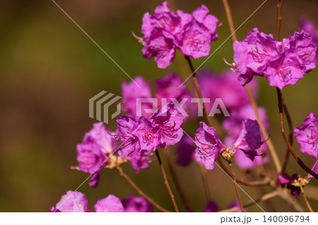 エゾムラサキツツジの花 エゾムラサキツツジの花 140096794