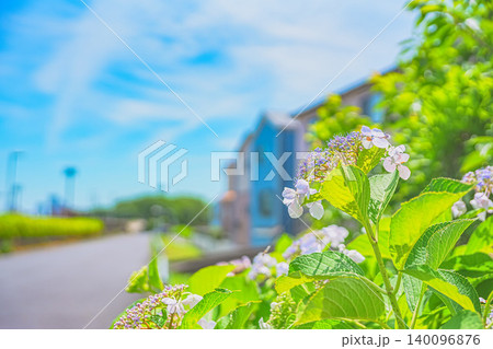 梅雨の晴れ間に咲く紫陽花 梅雨の晴れ間に咲く紫陽花 140096876