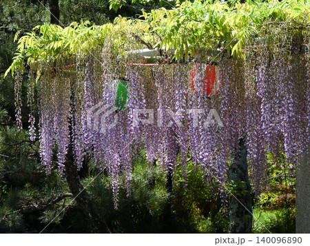 志那神社 藤棚 志那神社 藤棚 140096890