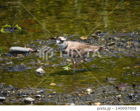 賀茂川 イカルチドリ(鵤千鳥) 賀茂川 イカルチドリ(鵤千鳥) 140097008