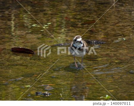 賀茂川　イカルチドリ（鵤千鳥） 140097011