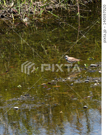 賀茂川　イカルチドリ（鵤千鳥） 140097020