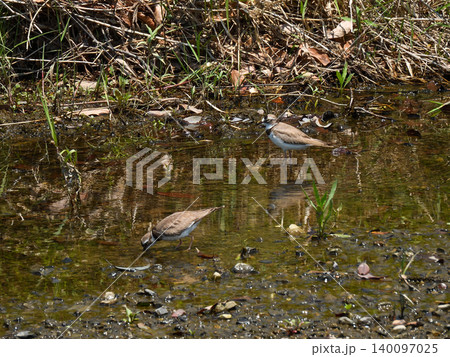 賀茂川 イカルチドリ(鵤千鳥) 賀茂川 イカルチドリ(鵤千鳥) 140097025