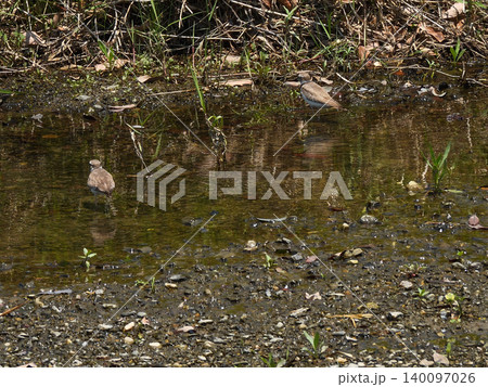 賀茂川　イカルチドリ（鵤千鳥） 140097026
