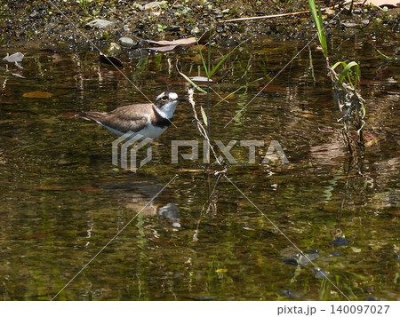 賀茂川 イカルチドリ(鵤千鳥) 賀茂川 イカルチドリ(鵤千鳥) 140097027