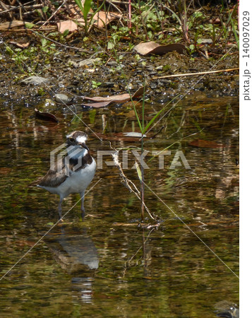 賀茂川 イカルチドリ(鵤千鳥) 賀茂川 イカルチドリ(鵤千鳥) 140097029