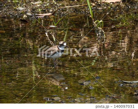 賀茂川 イカルチドリ(鵤千鳥) 賀茂川 イカルチドリ(鵤千鳥) 140097031