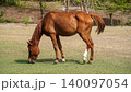 A brown chestnut horse grazing on green grass in an open field with a background of trees 140097054