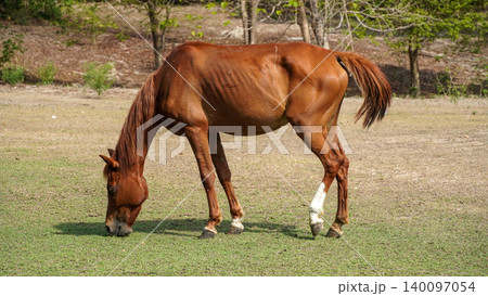 A brown chestnut horse grazing on green grass in an open field with a background of trees A brown chestnut horse grazing on green grass in an open field with a background of trees 140097054