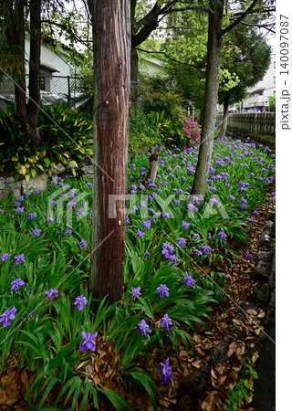 上御霊神社(御靈神社)一初 上御霊神社(御靈神社)一初 140097087